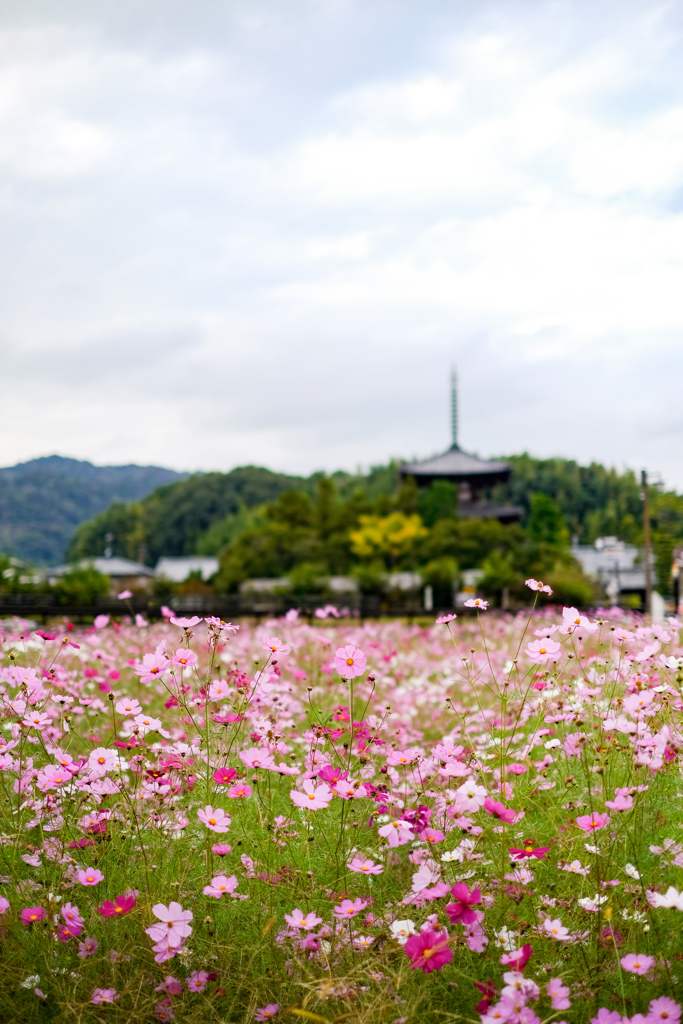 法輪寺（奈良斑鳩）