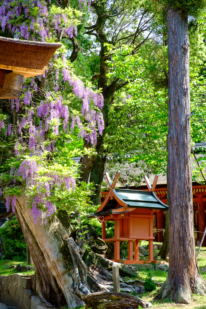 春日大社（奈良）