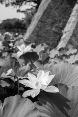 鶴丸城跡２（鹿児島県）