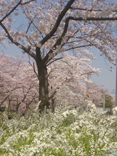 SAKURA2015