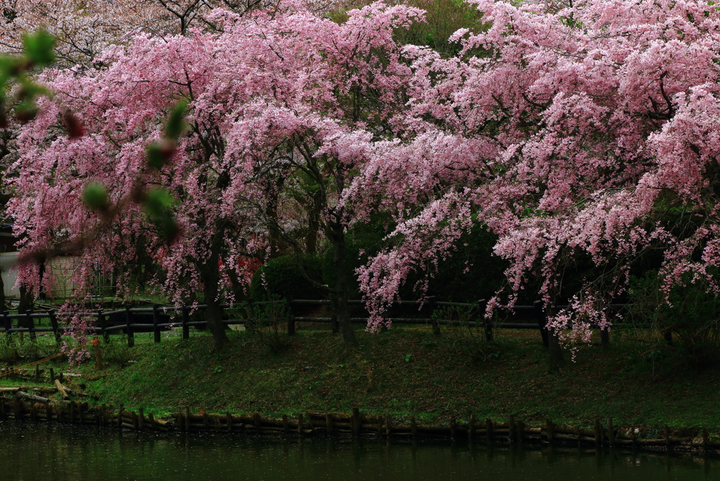 枝垂桜