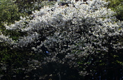 山桜