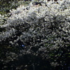 山桜