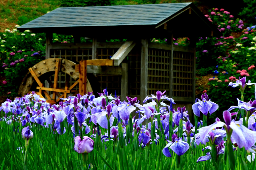 菖蒲の花の咲く頃