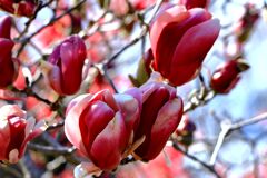 華麗な花