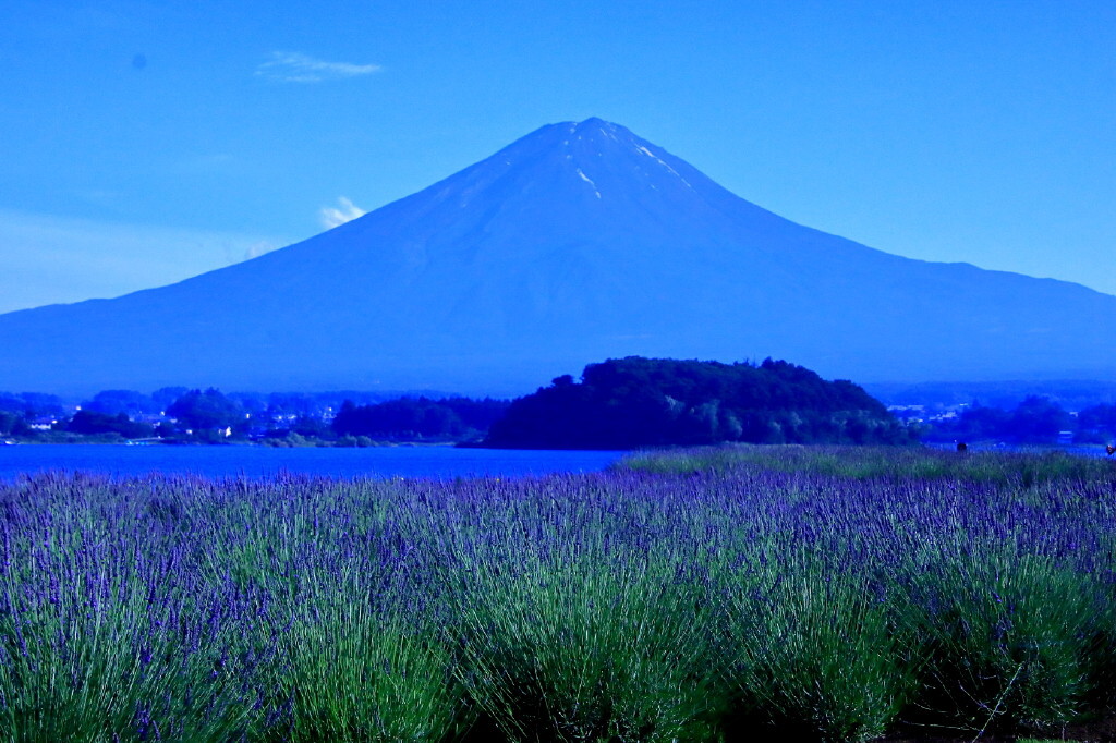 ラベンダーの咲く頃