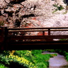 橋の向こうに春