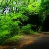 緑陰の路