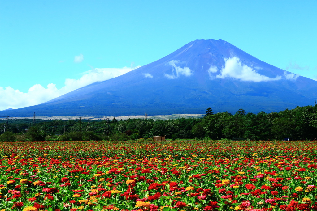 富士五湖めぐり・花の都公園