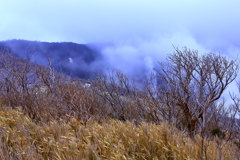 冬枯れの景