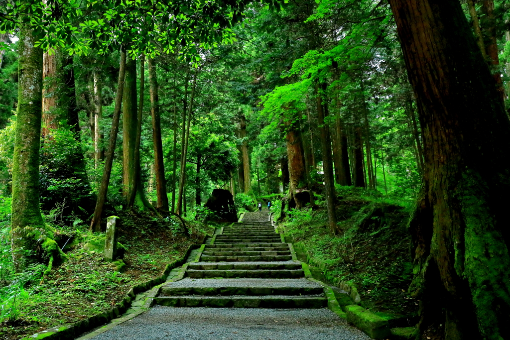 緑の参道