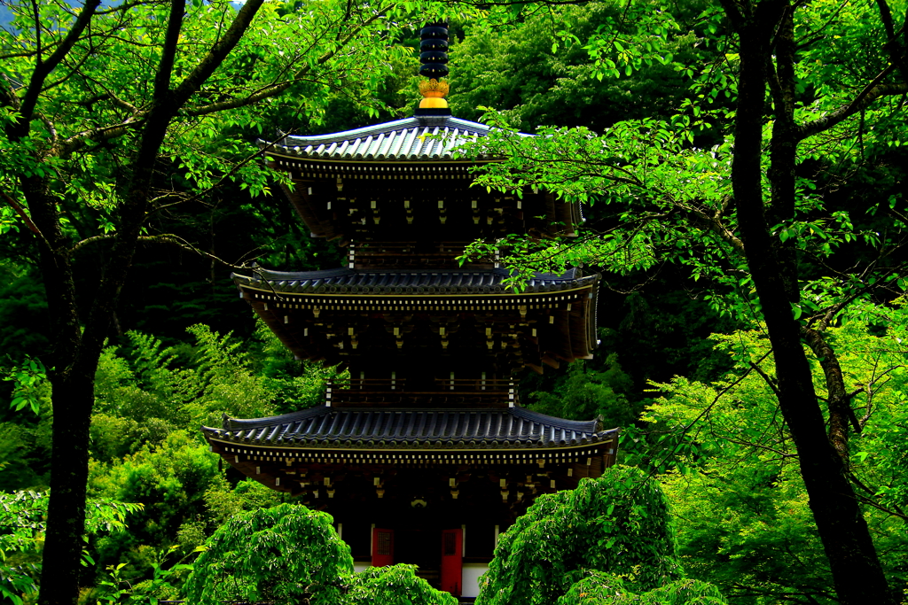 緑の館