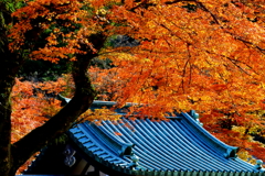 紅葉の帳