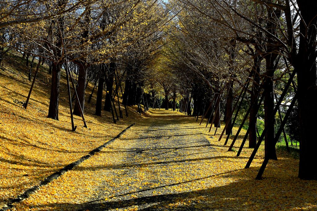 晩秋の路