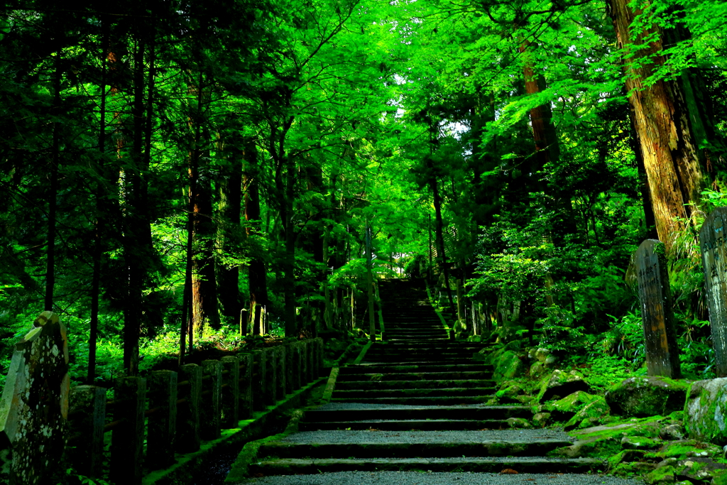 新緑の参道