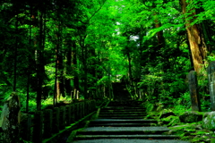新緑の参道