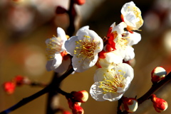 春の香り
