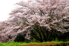 春の息吹