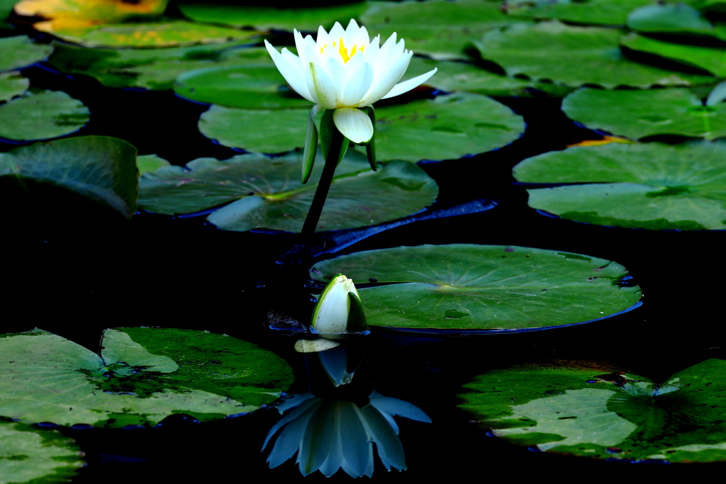 寡黙な花