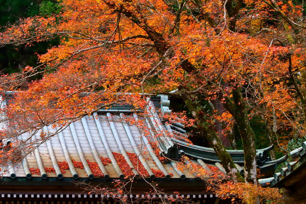 紅葉の候