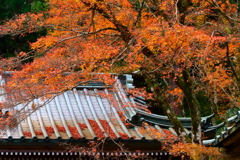 紅葉の候