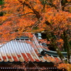 紅葉の候
