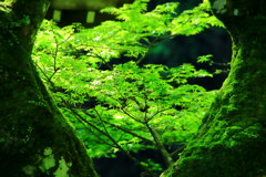 新緑の香り