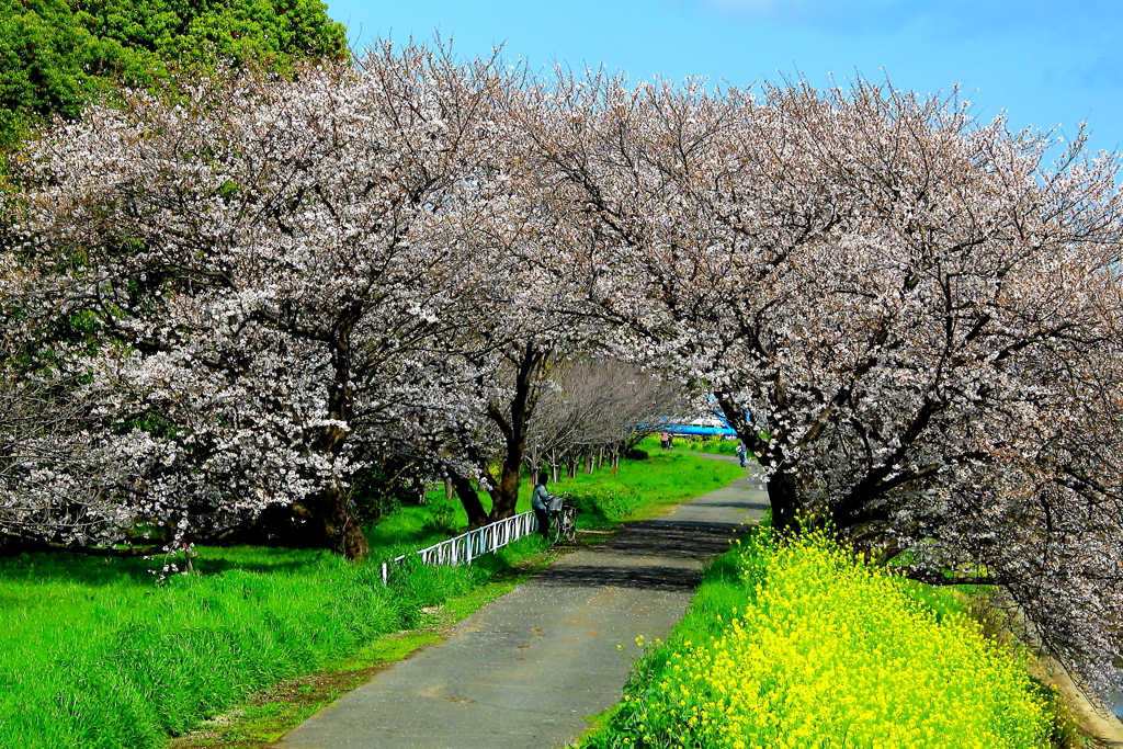 春の散歩道