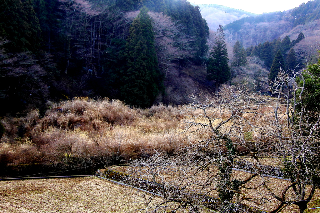 早春の景