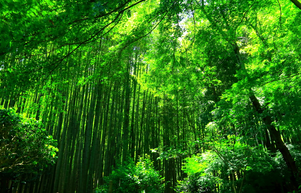 柳緑の季節