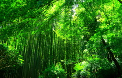 柳緑の季節
