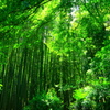 柳緑の季節