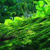 苔の詩