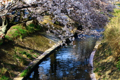 穏やかな陽