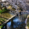 穏やかな陽