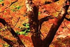 映る秋の木々