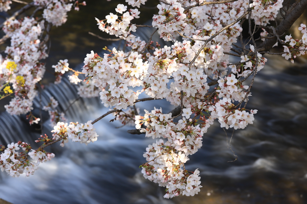 夢桜