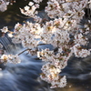 夢桜
