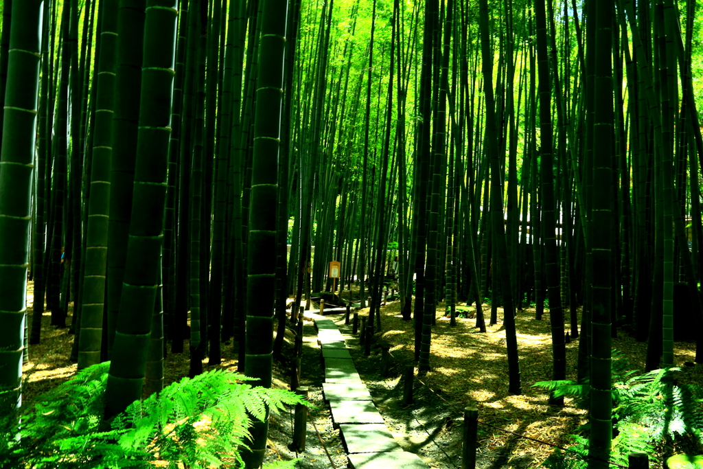 竹林の細道