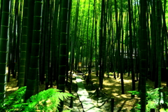 竹林の細道