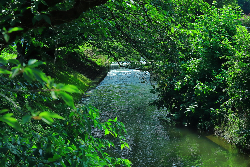 緑陰の流水