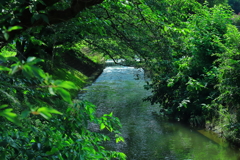 緑陰の流水