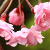 花の薫り