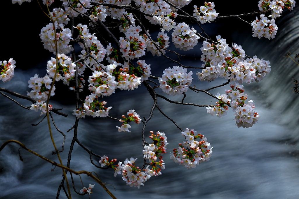 和の華やぎ