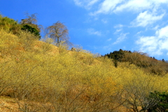 蝋梅の丘