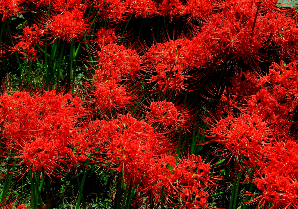 曼珠沙華