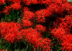 曼珠沙華
