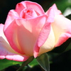 優しき薔薇