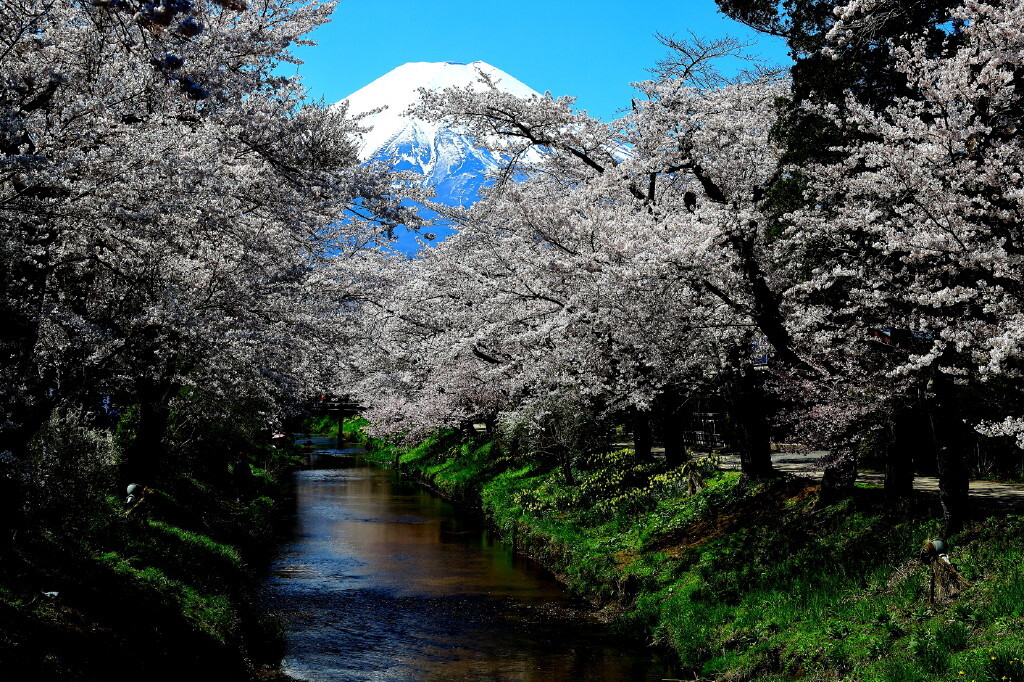 忍野村の春