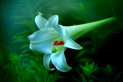 愁情の花